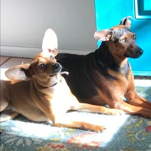 Meet your Posher, Traci